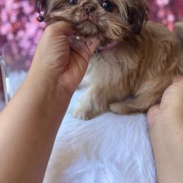 AKC Princess Capri - Liver female Shih Tzu puppy in West Hollywood, California from LUXURY PAWS