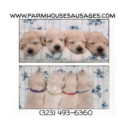 Buttermilk (Blue) Limited AKC (Individual pics coming at 3 weeks) - Cream male Dachshund puppy in Nashville, Tennessee from Farmhouse Sausages - Located in TN delivers all over US