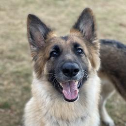 Nova - Shiloh Shepherd
