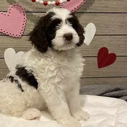Boy 7 - Bernedoodle puppy in Lacey’s Spring, Alabama from Daisy's Doodles