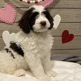 Boy 7 - Bernedoodle puppy in Lacey’s Spring, Alabama from Daisy's Doodles