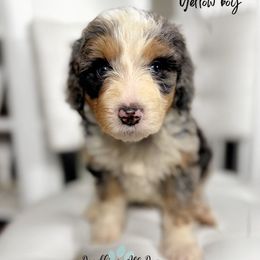 Yellow boy - Merle male Bernedoodle puppy in Valdese, North Carolina from Doodling All Day Goldendoodles