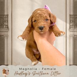 Magnolia - Cream female Goldendoodle puppy in Norcross, Georgia from Teddy Puppies