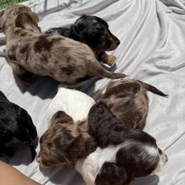 Dachshund Puppies from Pretty Dachshunds 661