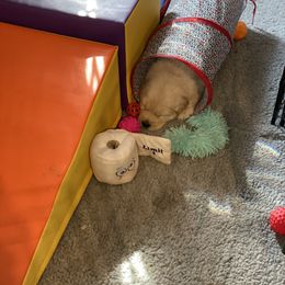 Golden Retriever Puppies from Riverstone Goldens