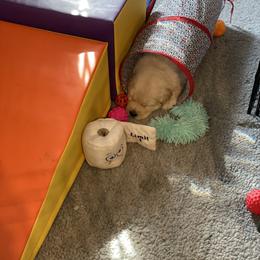 Golden Retriever Puppies from Riverstone Goldens