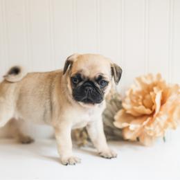 Fawn female 2 - Fawn female Pug puppy in Placerville, California from Gold Leaf Farm Pugs