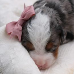 Ash - Merle female Bernedoodle puppy in Payson, Utah from Little Diamond Doodles