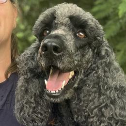 Luna - Poodle
