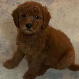 Goldendoodle Puppies from My Darlin Doodles