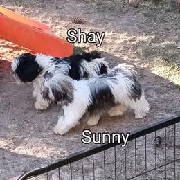 Sunny - Havanese