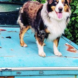 Miniature Australian Shepherds and Toy Australian Shepherds from 2Lazy2P Mini Aussies