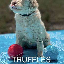 Goldendoodle Puppies from O’Doodle Clan Goldendoodles