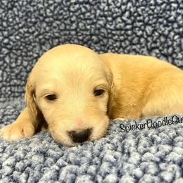 Goldendoodle and Poodle Puppies from SnickerDoodlePups