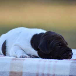 Willow - Liver and white female German Shorthaired Pointer puppy in Chocowinity, North Carolina from Foxtail Hollow
