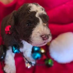 Boy 3 - Brown male Corgipoo puppy in Junction, Utah from Sugar Doodles