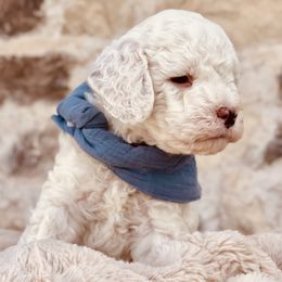 Goldendoodle and Poodle Puppies from Doodle Puppy Parti