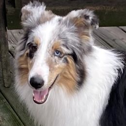 Breeze - Shetland Sheepdog