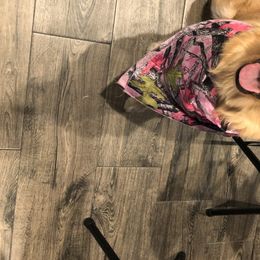 Daisy  - Golden Retriever