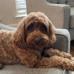 Cavapoo All Grown Up from Liberty Hill Texas Cavapoos
