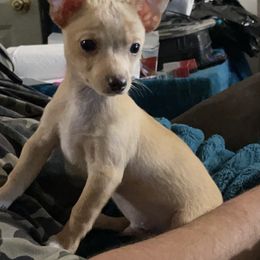 Chihuahua Puppies from Grandbaby Chihuahuas