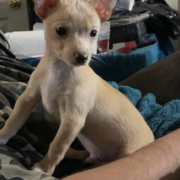 Chihuahua Puppies from Grandbaby Chihuahuas