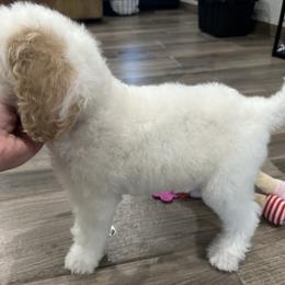 Patch - Parti male Poodle puppy in Chino Valley, Arizona from Whiskey Row Royals
