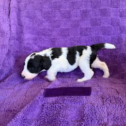 Purple - Black and white female Sheepadoodle puppy in Prairie Du Chien, Wisconsin from Hicklin Hollow Ranch