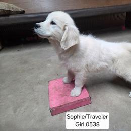 Sophie Girl 6 - Light golden female Golden Retriever puppy in Niles, Michigan from Composer Goldens