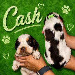 Cash - Liver white and tan male English Springer Spaniel puppy in Williston, Florida from Parks Paradise Springers