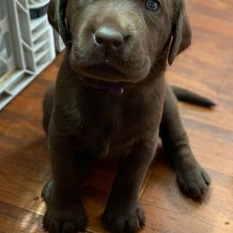 Labrador Retriever Puppies from Goshen Swamp Retrievers