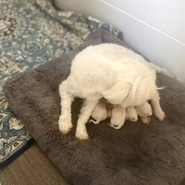 Female 3 - White female Maltese puppy in Paden, Oklahoma from Logan's Perfect Puppies