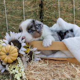 Australian Shepherd Puppies from Sweet Meadow Farms