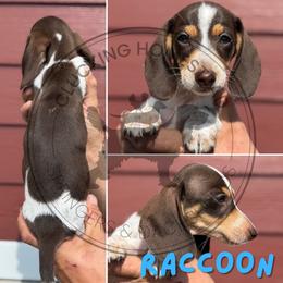 Raccoon - Piebald male Dachshund puppy in Fond Du Lac, Wisconsin from Clucking Homestead Springers & Dachshunds