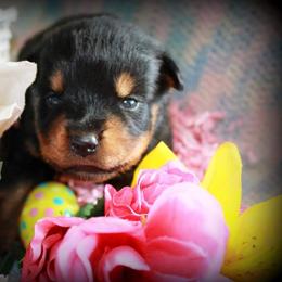 Rottweiler Puppies from C&C Royal Rottweilers