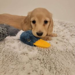Casper - Cream Dachshund puppy in Star, Idaho from October Hounds