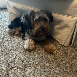 Hope - Yorkshire Terrier