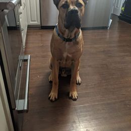 Cane Corso Puppies from Red Wood Cane Corso