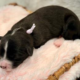 Purple collar - Black tri-color female Aussiedoodle puppy in 32046, Florida from River Hill Ranch
