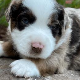 Miniature Australian Shepherd Puppies from Ice Blue Aussies