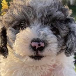 Shihpoos and Shih Tzus from Bluegrass Shih Tzus