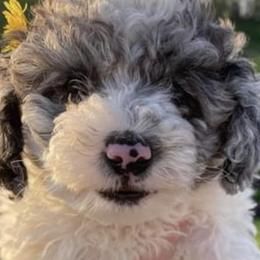 Shihpoos and Shih Tzus from Bluegrass Shih Tzus