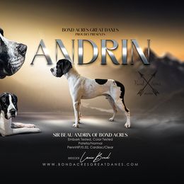 Andrin - Great Dane