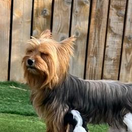 Ellie May - Yorkshire Terrier