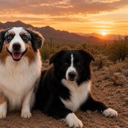 Miniature Australian Shepherd puppies from Triangle H Ranch Aussies