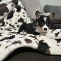 Purple Collar - Black and tan female American Corgi puppy in Crossville, Tennessee from MKC Farms
