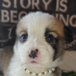 Rafiki - Sable female Pembroke Welsh Corgi puppy in Saint John, Washington from Fuzzbutt Farms LLC