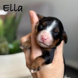 Ella - Tri-color female Bernedoodle puppy in Peoria, Arizona from Grand Canyon Bernedoodles