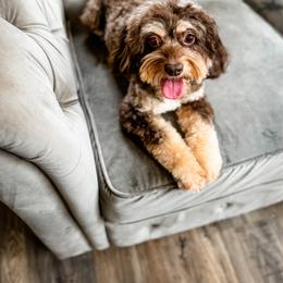 Buzzy - Cockapoo