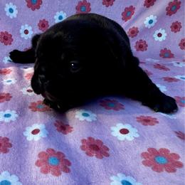 Mary - Brindle and white female French Bulldog puppy in Greenfield, Missouri from Hope Mountain French Bulldogs